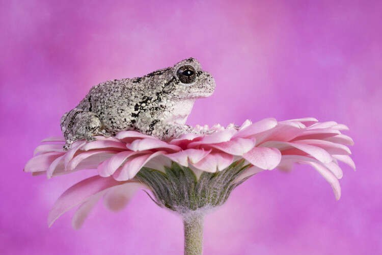 Poster Grays tree frog on pink flower