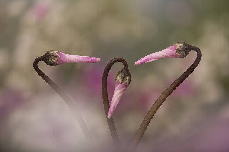Poster Cyclamen