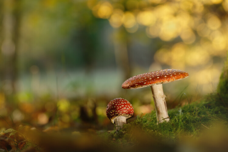 Póster Fly agraric mushrooms