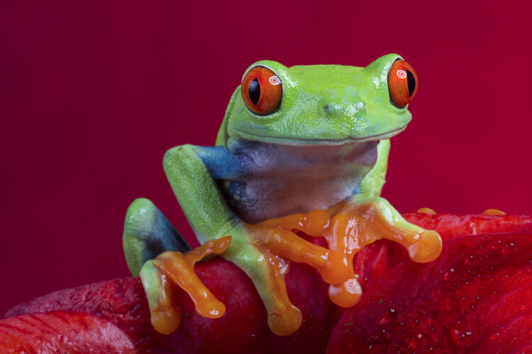 Poster Red eyed tree frog on red flower