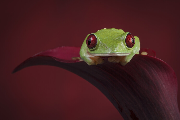 Poster Red eyed tree frog on red flower