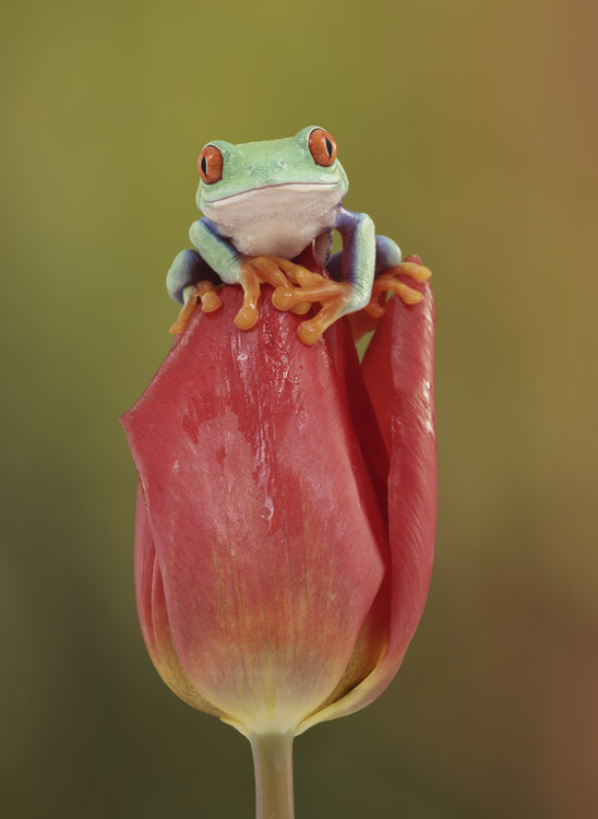 Принти на полотні Red eyed tree frog on red tulip flower