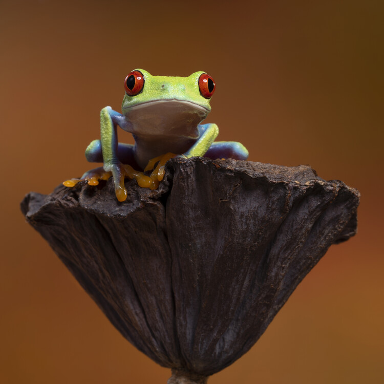Poster Red eyed tree frog on seedhead
