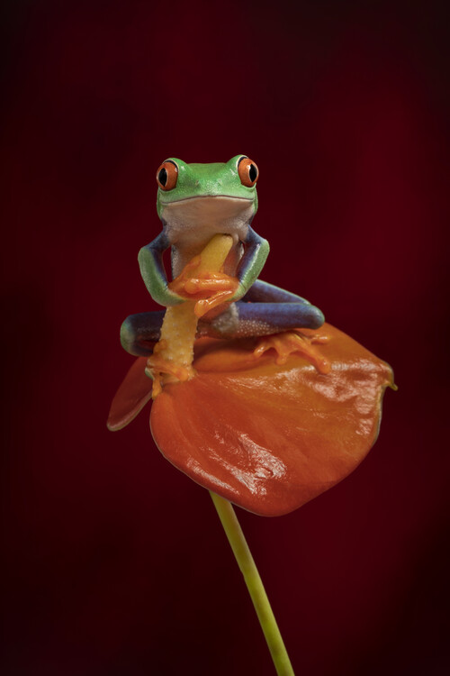 Poster Red eyed tree frog on red flower