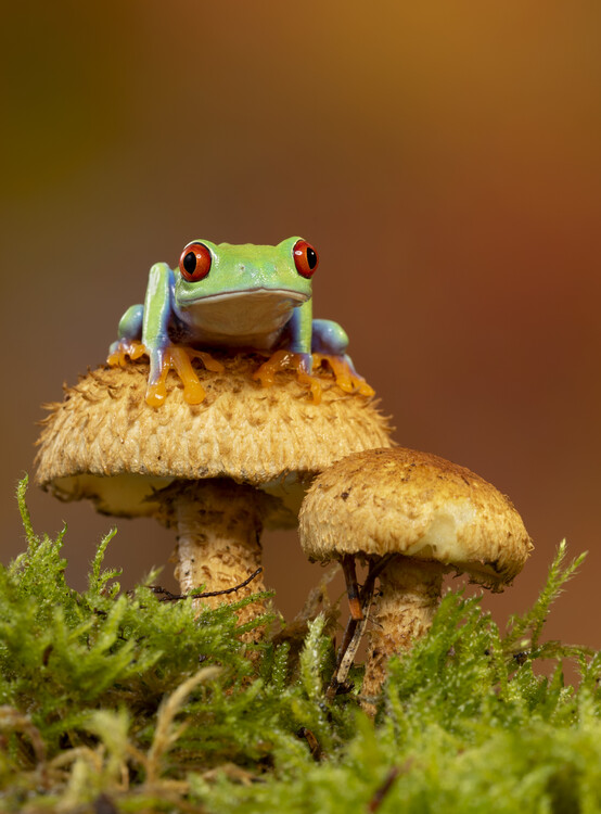 Poster Red eyed tree frog on scalycap mushrooms