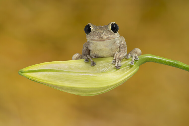 Poster Cuban tree frog on lily