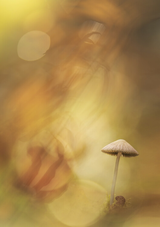 Póster Lone fungi