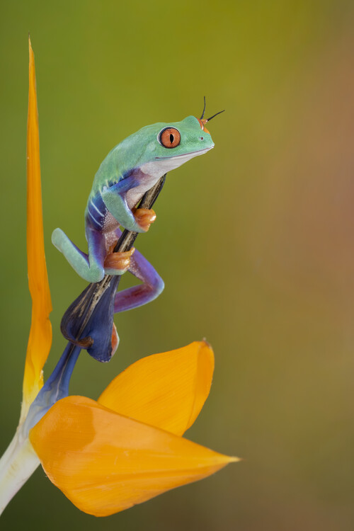 Poster Red eyed tree frog on tropical flower