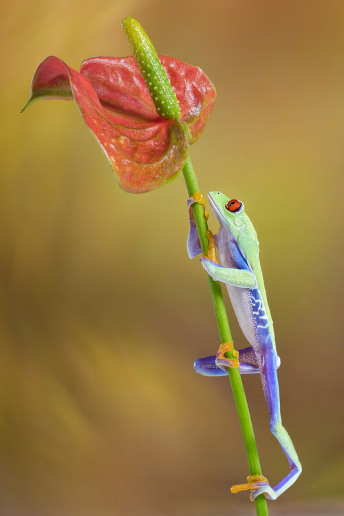 Плакат Red eyed tree frog climbing red flower