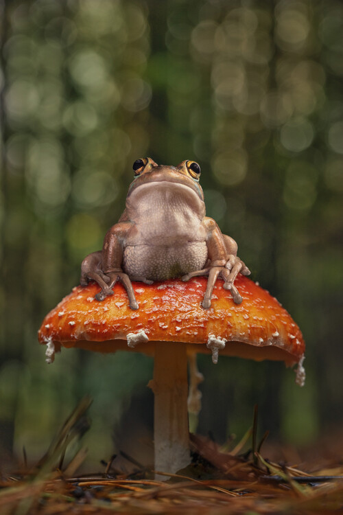 Плакат Toad on a Fly agaric toadtool