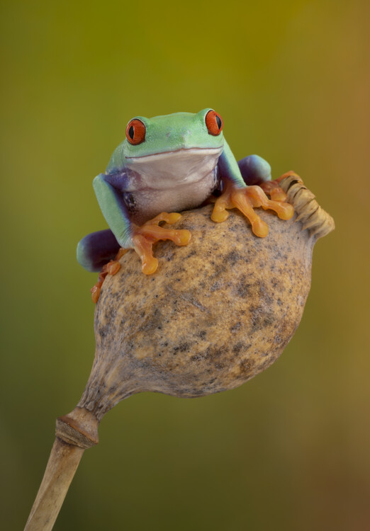 Плакат Red eyed tree frog on seedhead