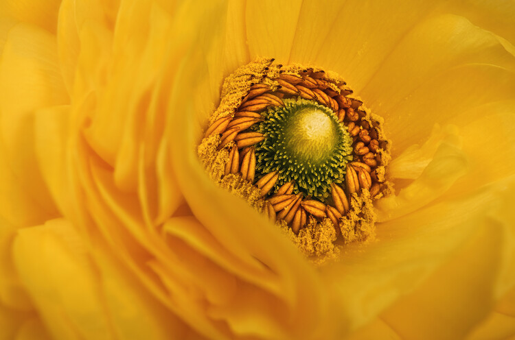 Poster Yellow Persian buttercup close up