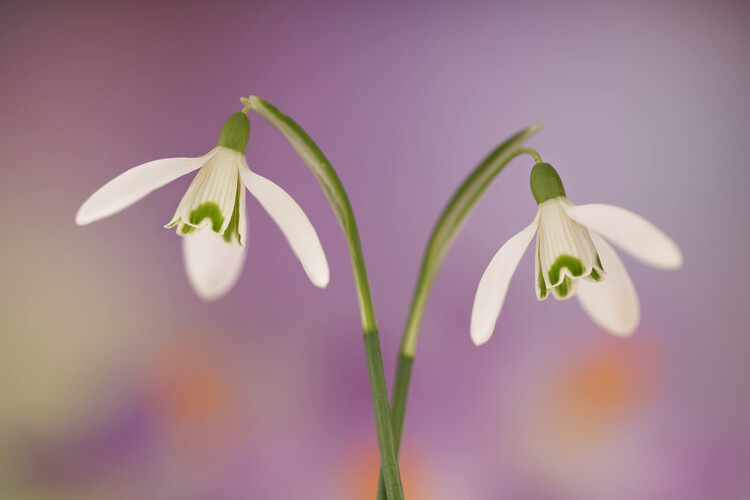 Poster Snowdrops