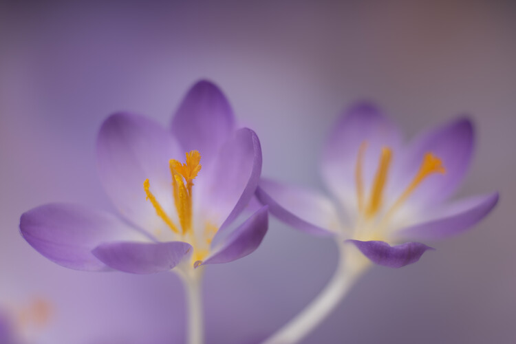 Poster Lilac Firefly Crocuses