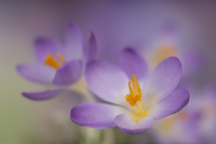 Juliste Lilac Firefly Crocuses