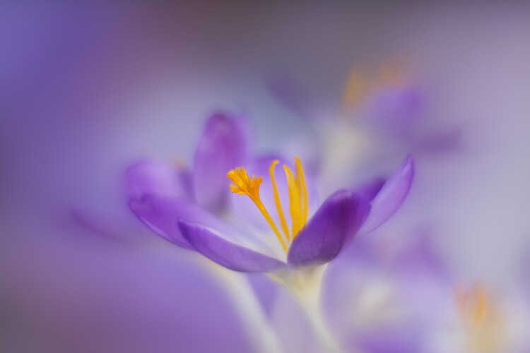 Poster Lilac Firefly Crocuses