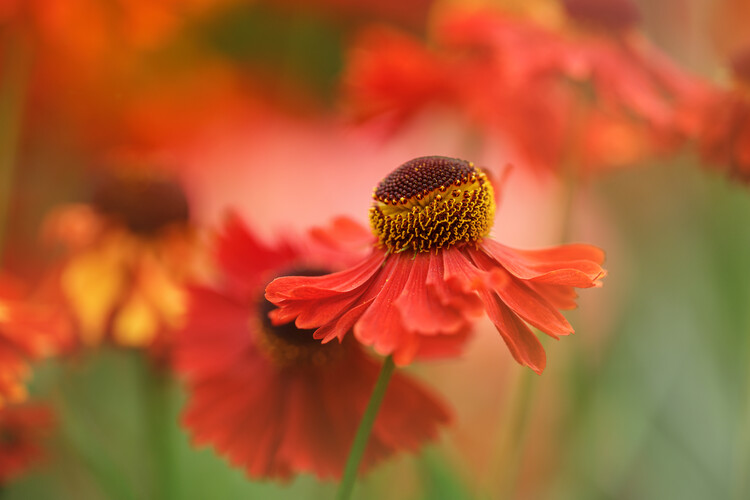 Poster Hellenium Sneezeweed flowers
