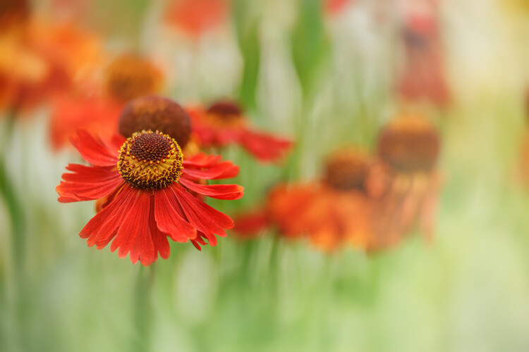 Juliste Hellenium Sneezeweed flowers