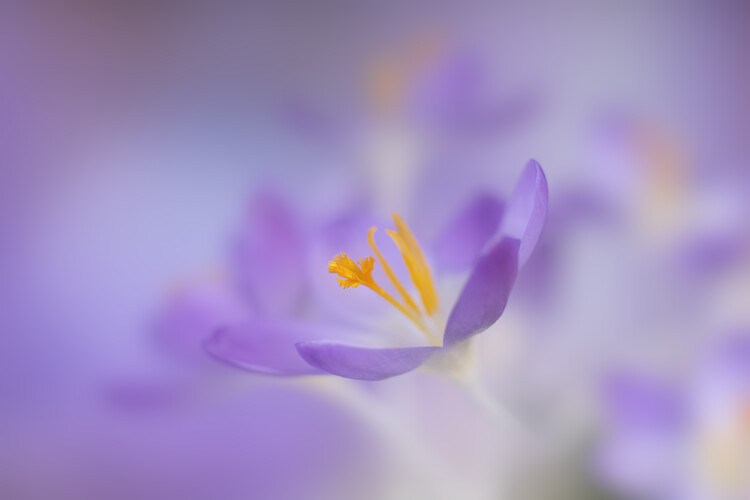 Juliste Lilac Firefly Crocuses