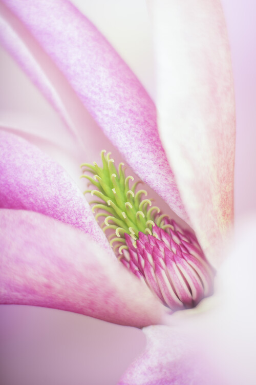 Poster Pink Magnolia flower