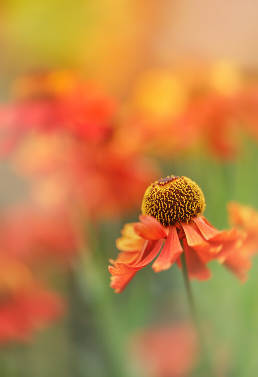 Poster Hellenium Sneezeweed flowers