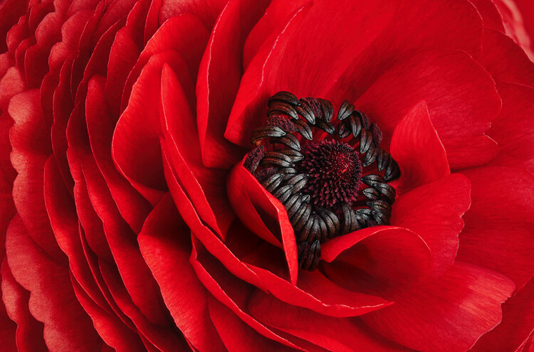 Poster Red Persian buttercup Ranunculus flower