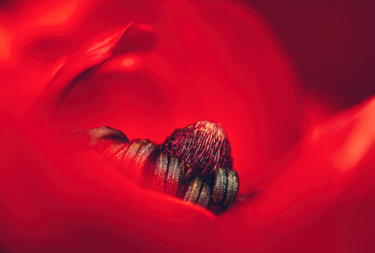 Poster Red Persian buttercup Ranunculus flower