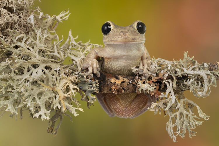 Poster Cuban tree frog sat on branch