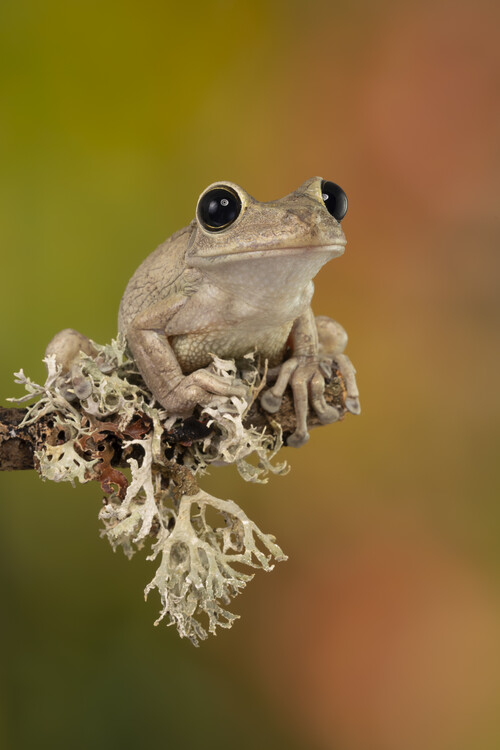 Poster Cuban tree frog sat on branch