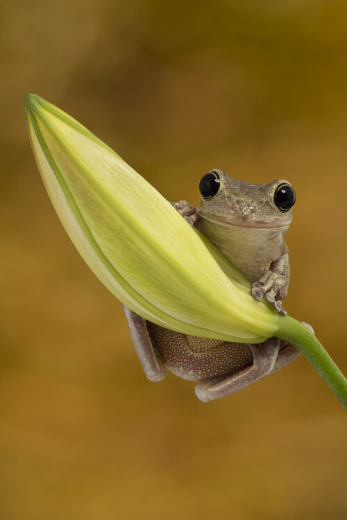 Плакат Cuban tree frog sat on flower