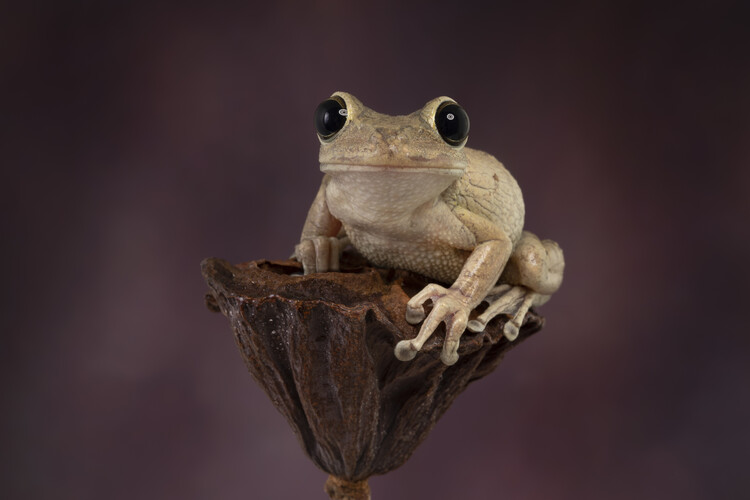 Плакат Cuban tree frog sat on seedhead