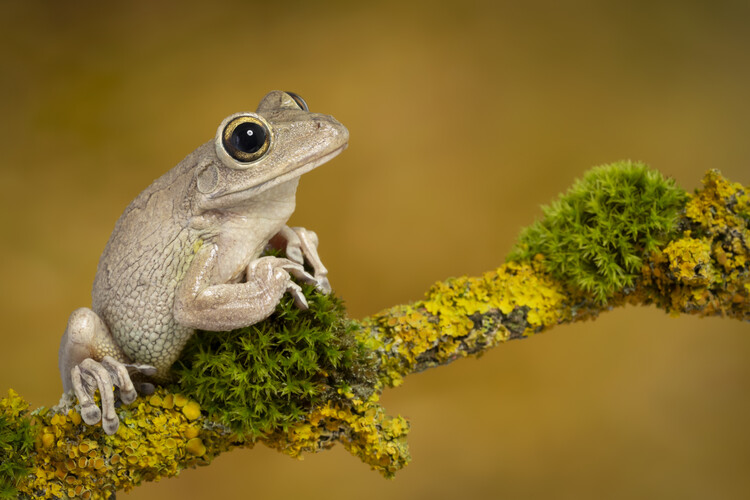 Poster Cuban tree frog sat on branch