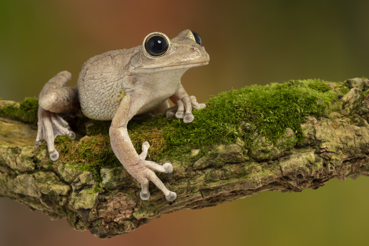 Poster Cuban tree frog sat on flower