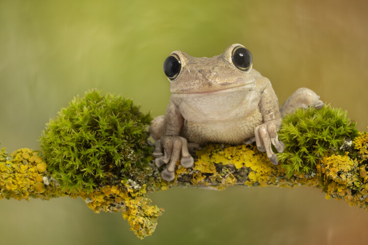 Poster Cuban tree frog sat on branch