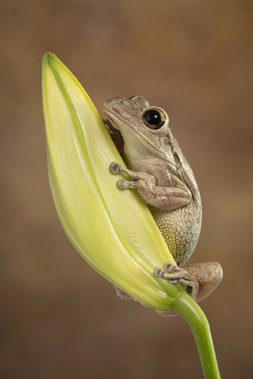 Плакат Cuban tree frog sat on flower
