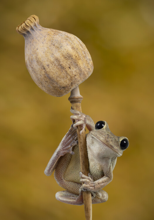 Плакат Cuban tree frog sat on seedhead