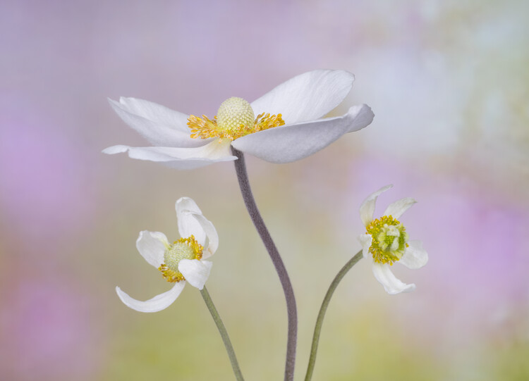 Poster Anemone silvatica