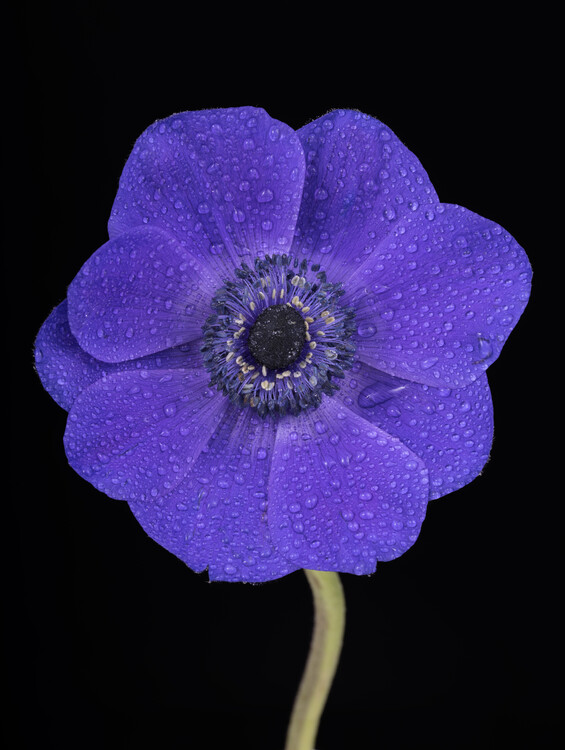 Poster Blue Anemone flower