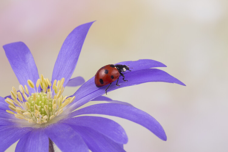 Poster Ladybird on Anemone blanda