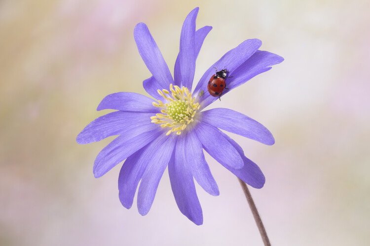 Poster Ladybird on Anemone blanda