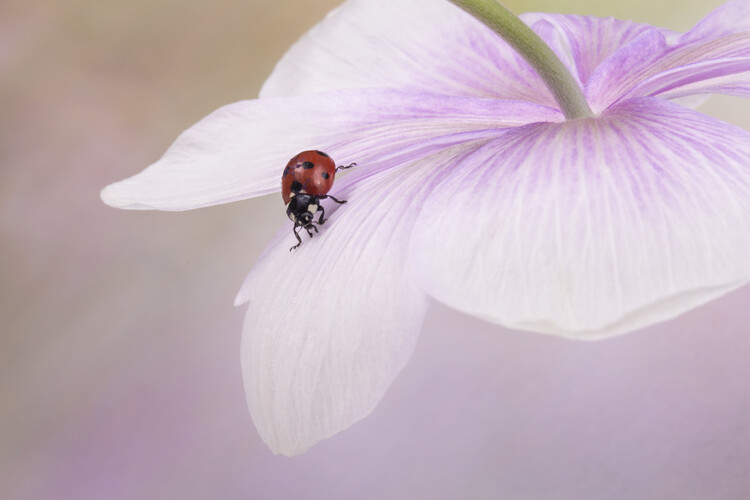 Poster Ladybird on Anemone