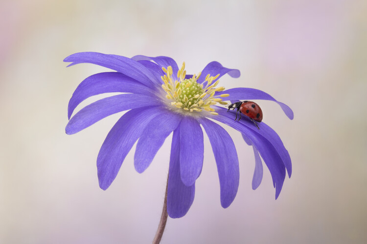 Plakát Ladybird on Anemone blanda