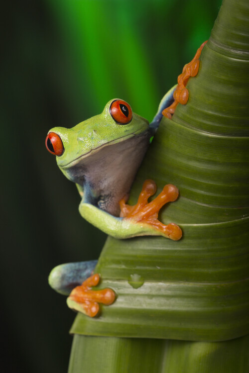 Плакат Red eyed tree frog on leaves