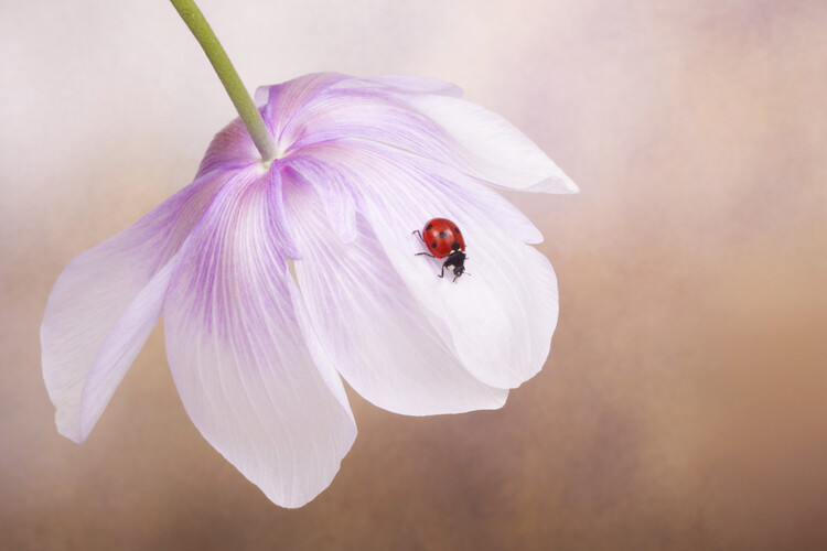 Poster Ladybird on Anemone flower