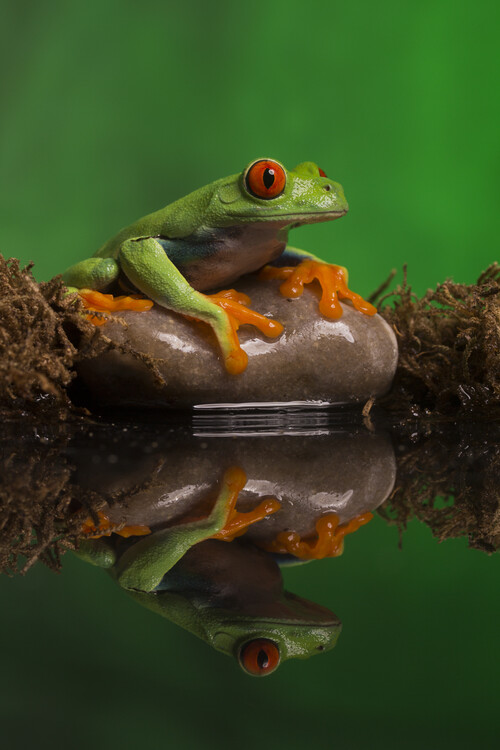 Плакат Red eyed tree frog and reflection