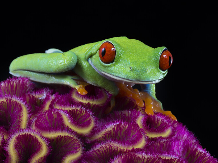 Плакат Red eyed tree frog on pink Celosia flower
