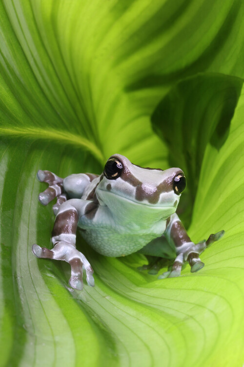 Плакат Amazon milk fron on leaf