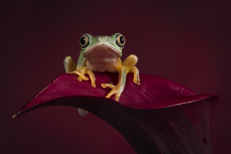 Плакат Lemur leaf froh on Calla lily