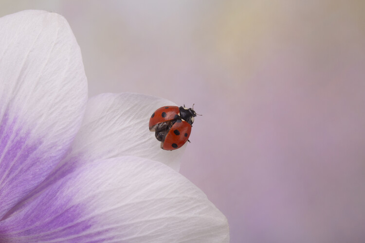 Poster Ladybird on Anemone flower