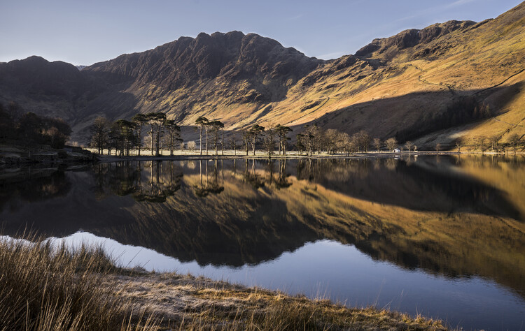 Poster Buttermere pines sunrise reflections